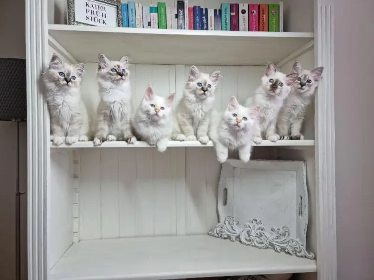 Heilige Birma Zucht mit Pädagogischem Ansatz - Flauschfriesen