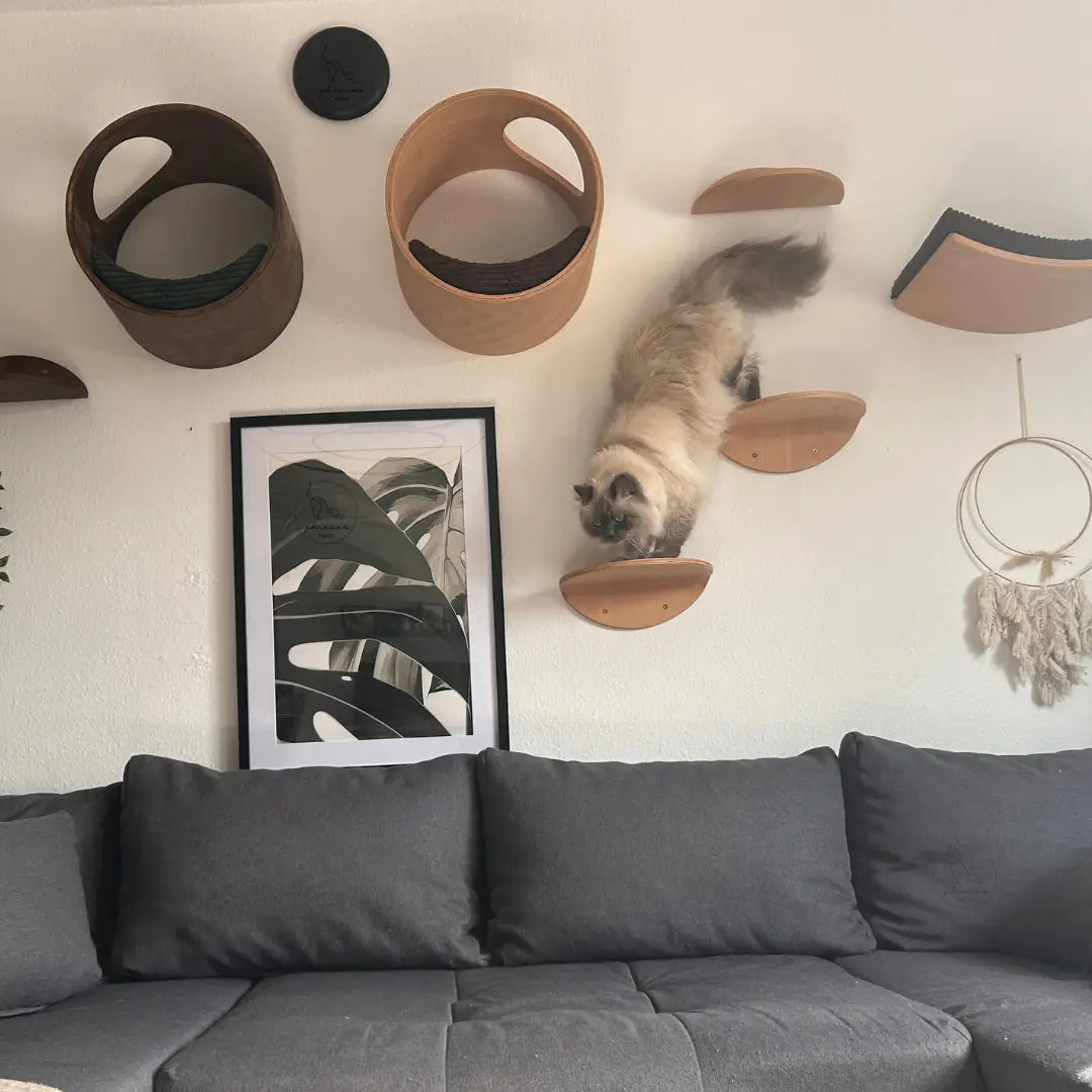 Warum wir den Katzenparcour an der Wand lieben