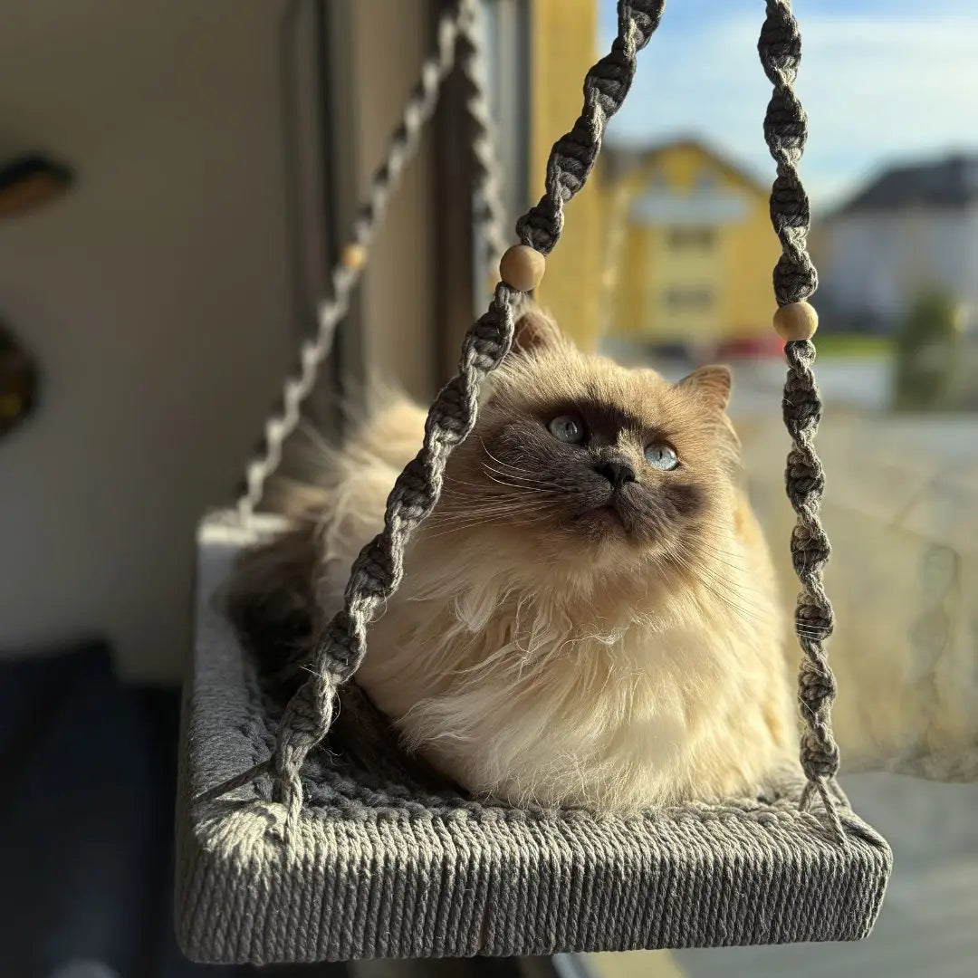Bestseller katzengerechte Katze im Buchenholz-Macramé-Schaukel