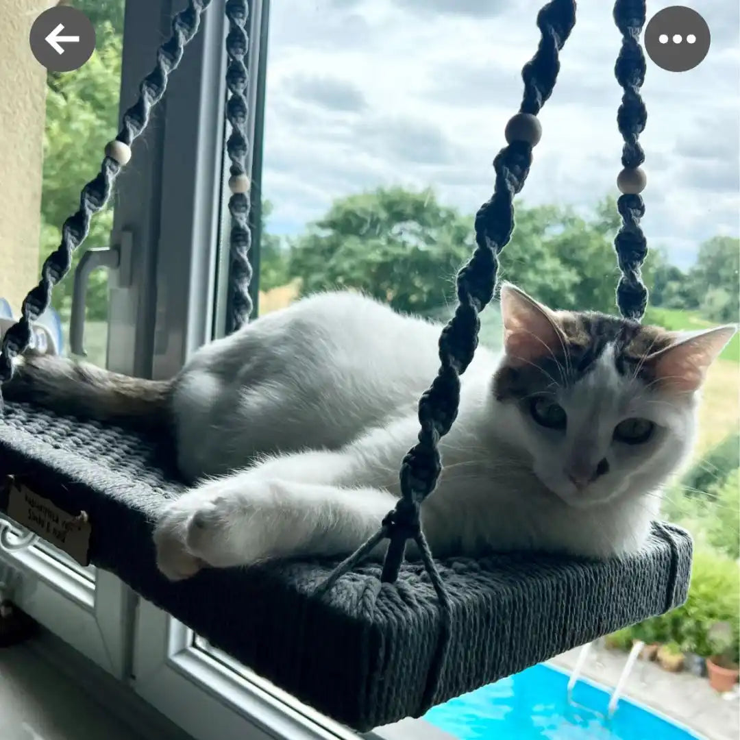 Katze, die auf einem Makramee-Fenstersitz entspannt.