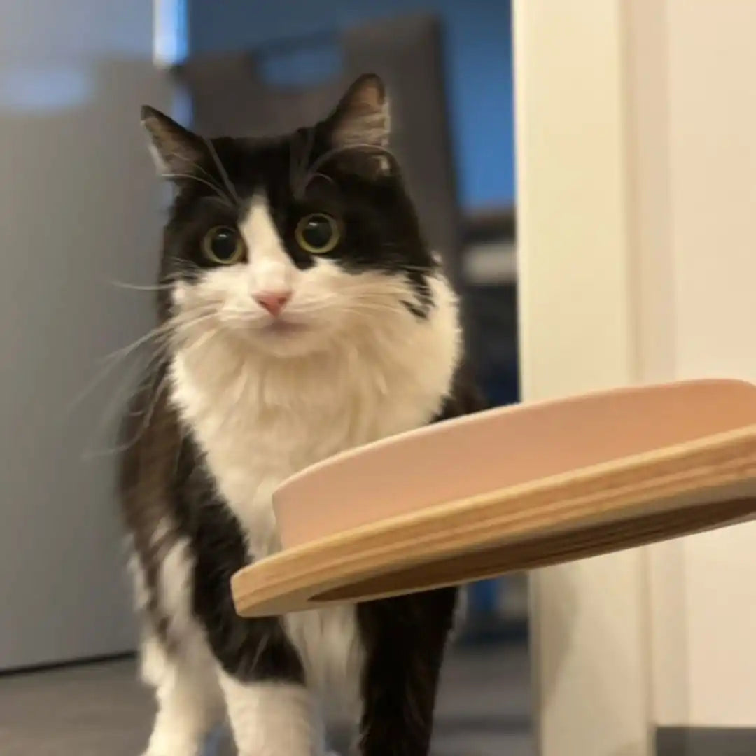 Schwarz-weiße Katze.