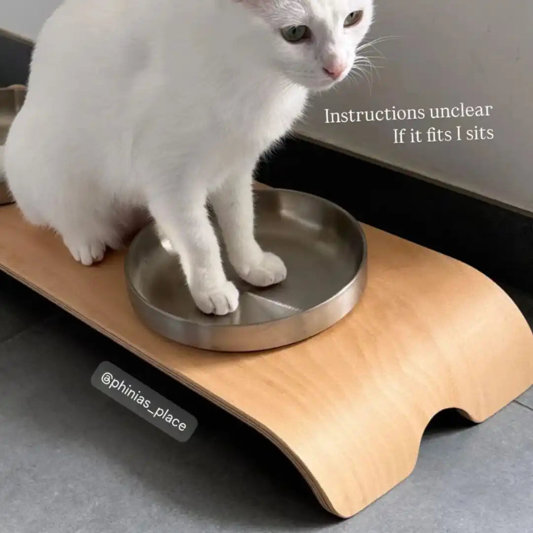 Weißer Katze, die in einer Metallschüssel steht.