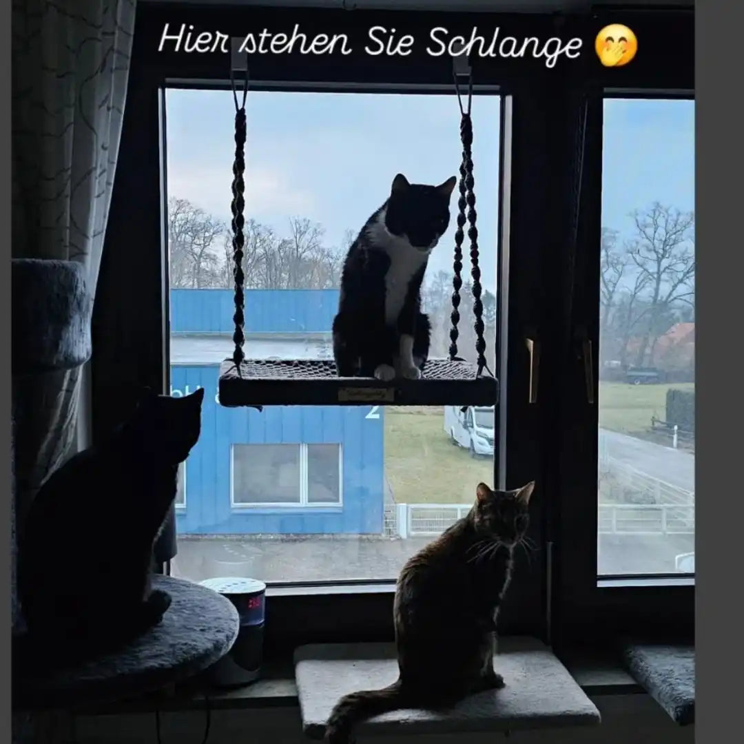 Drei Katzen in der Nähe eines Fensters.