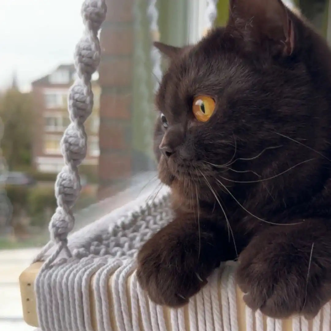 Eine dunkelhaarige Katze mit leuchtend orangefarbenen Augen, die auf einem geflochtenenhängenden Bett ruht.