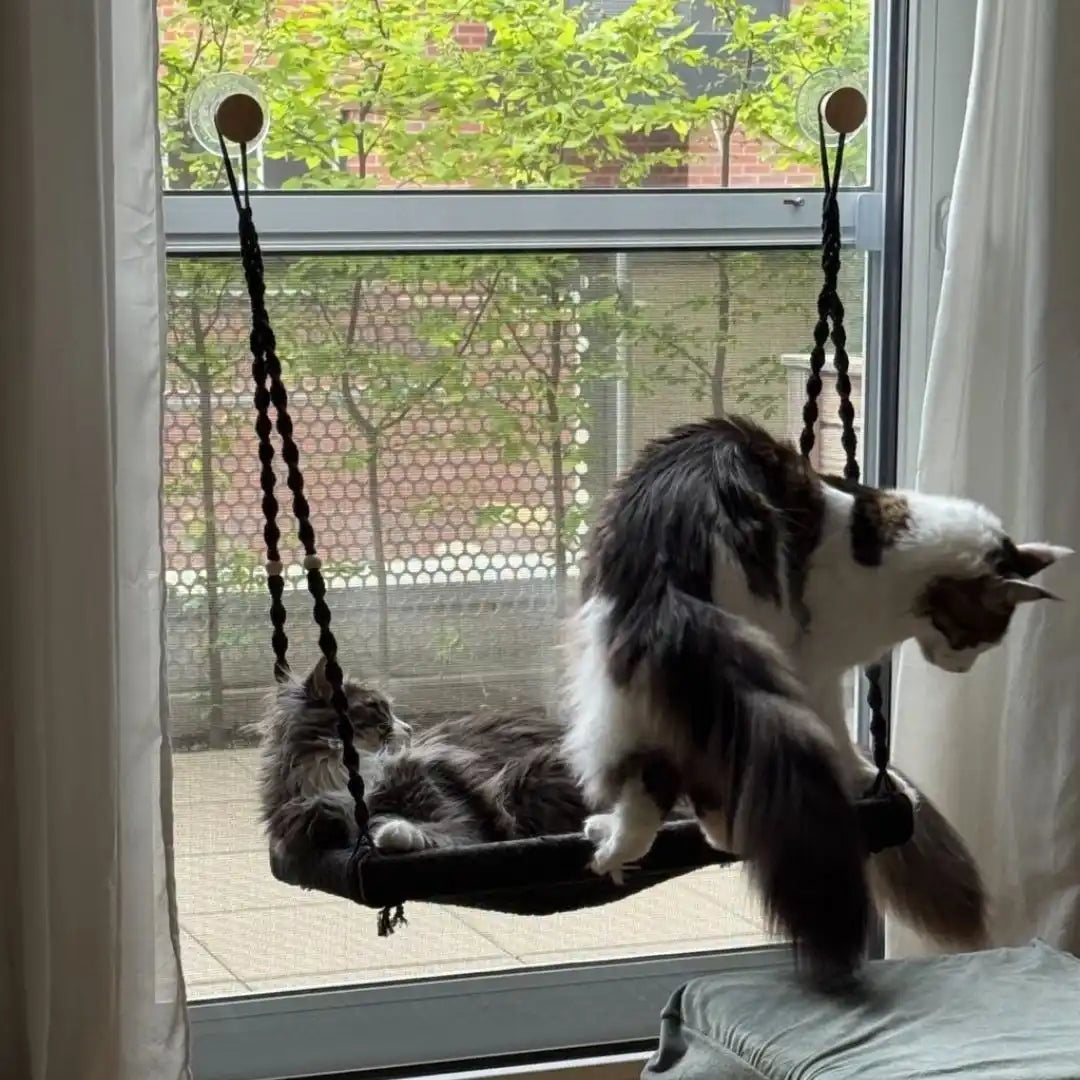 Fenstermontierte Katzenhängematte mit zwei Katzen.