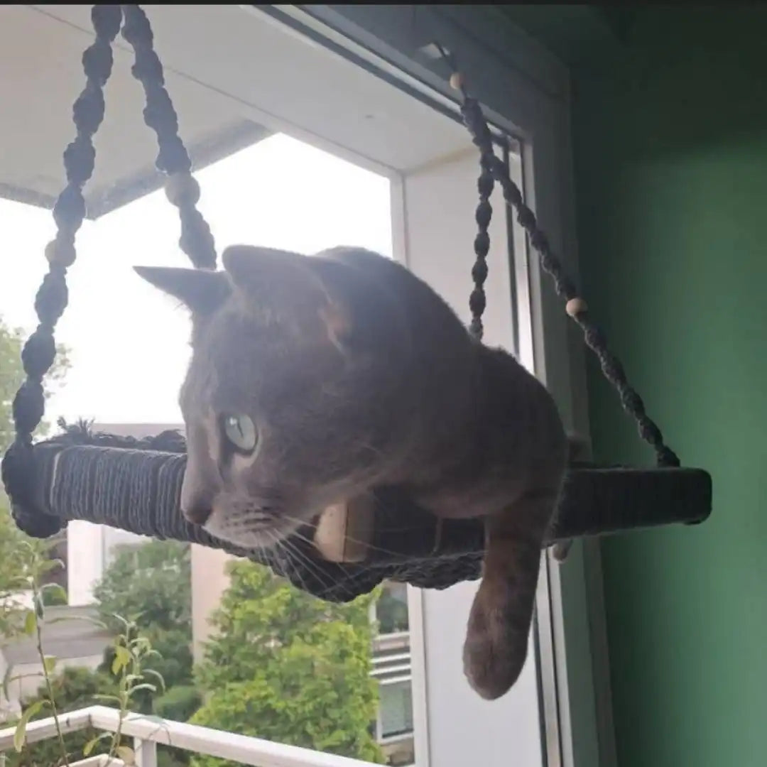 Graue Katze im hängenden Hängematte.