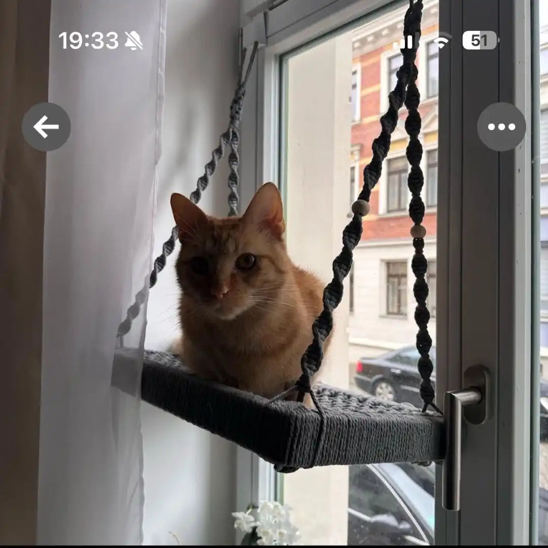 Ingwerkatze auf Makramee-Fenstersims.