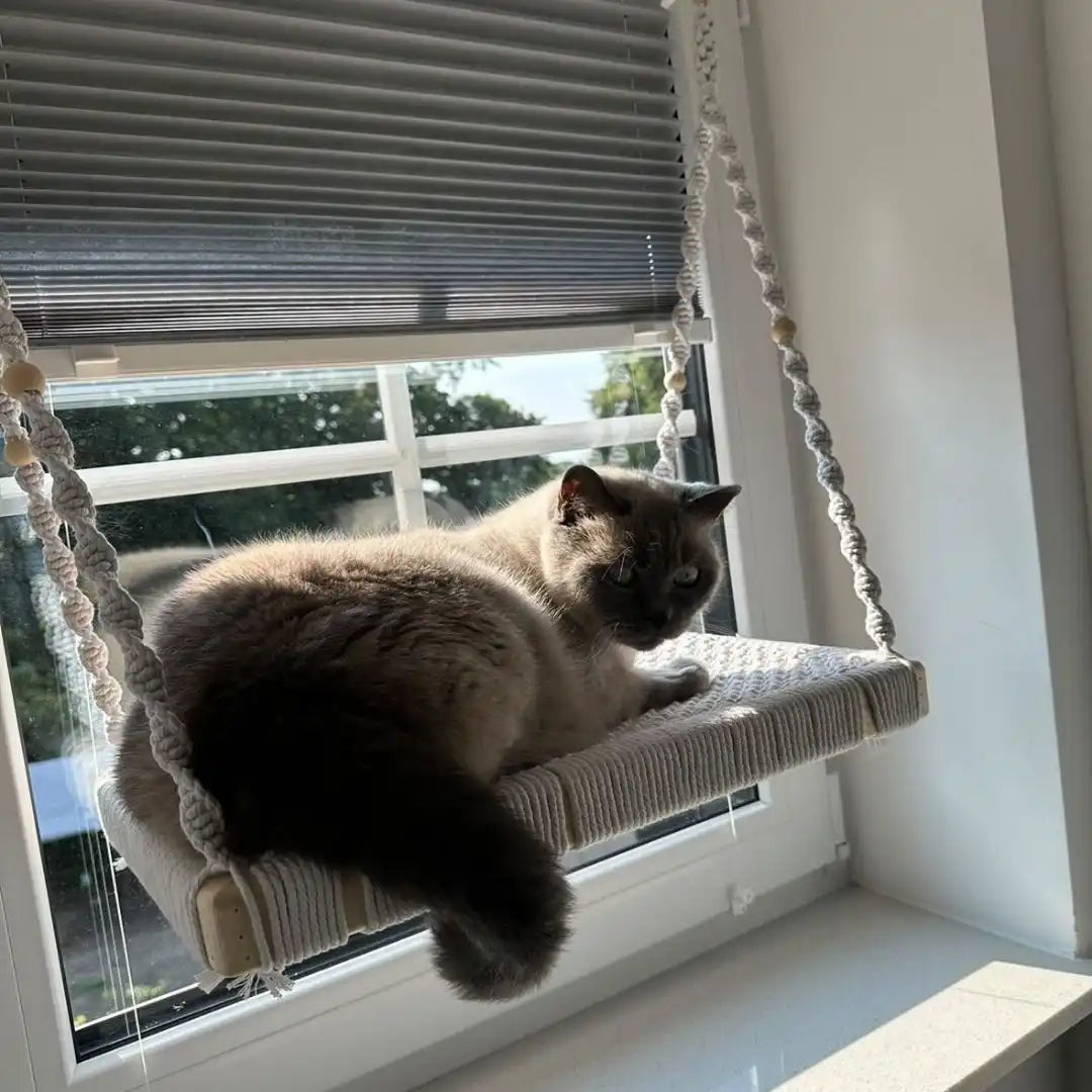Katze auf dem Makramee-Fensterbrett.