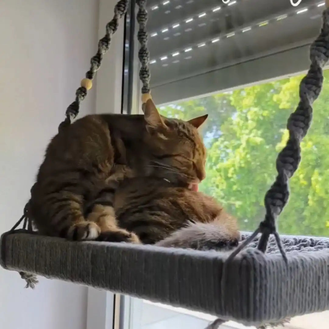 Katze auf einer Makramee-Fensterbank.