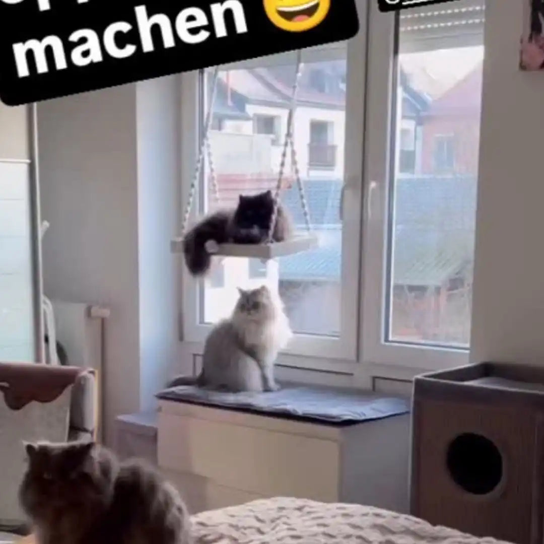Katzen in einem Fenster.