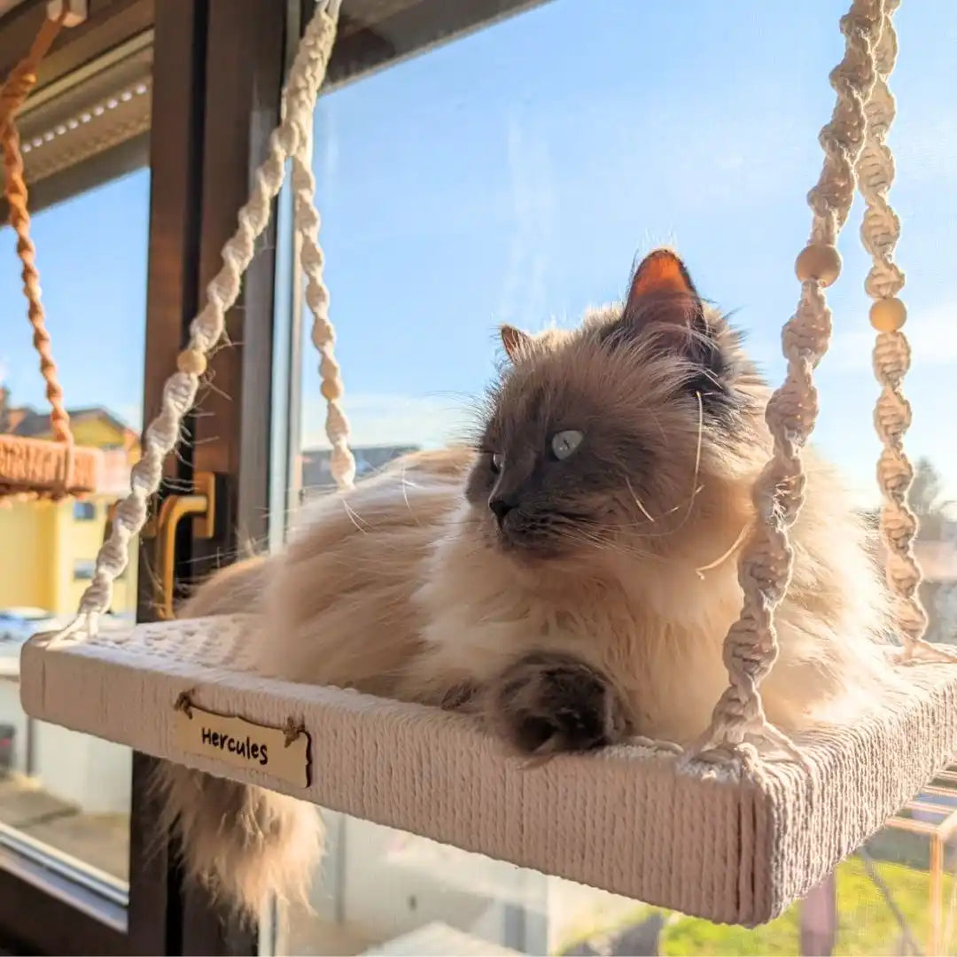 Eine langhaarige Katze mit blauen Augen entspannt sich auf einer hängenden Makramee-Plattform.