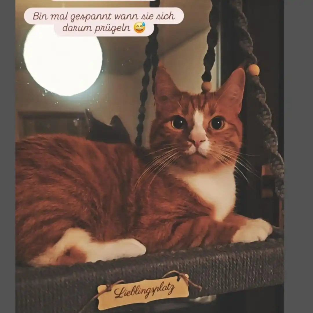 Orange und weiße Katze.