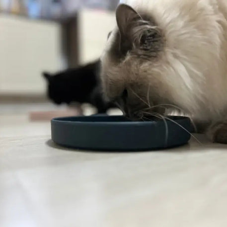 Katze frisst aus blauem Napf.