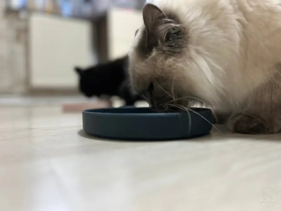 Katze frisst aus blauem Napf.