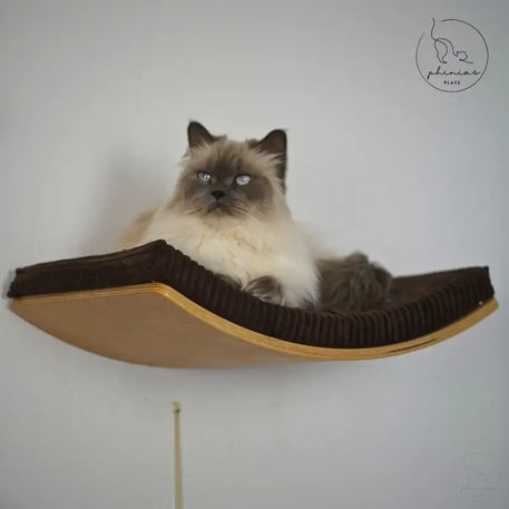 Ragdoll Katze auf gebogener Liegefläche der Phinias gebogenen Katzenliege