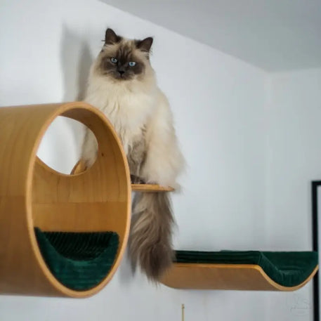 Ragdoll-Katze auf hölzernem Katzenregal.