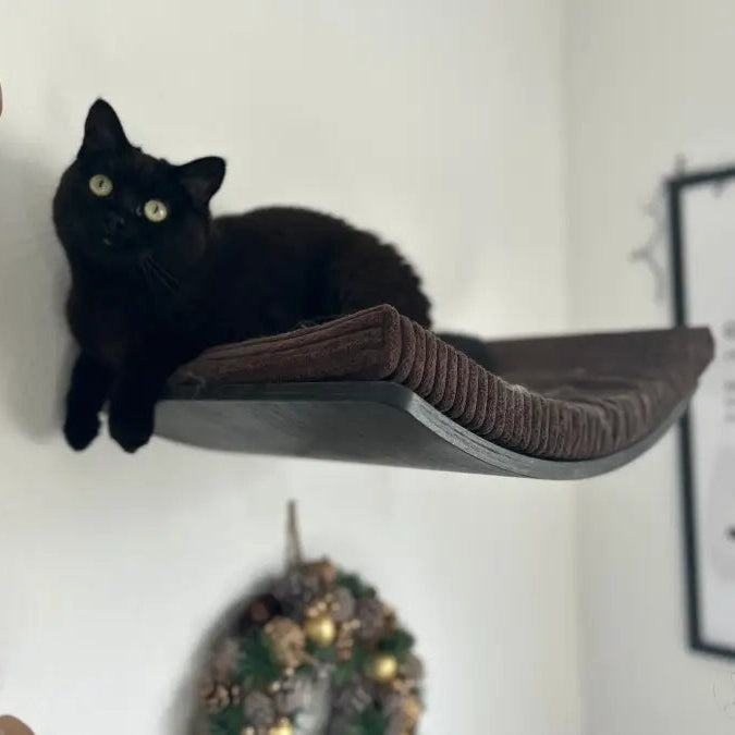 Schwarze Katze auf einem gebogenen, gepolsterten Regal.