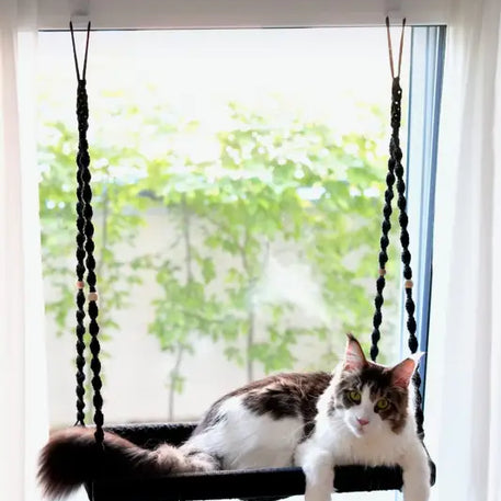 Katze lounge in phinias xxl fensterliege mit fensterhaken für Maine Coons und Norwegische Wladkatzen