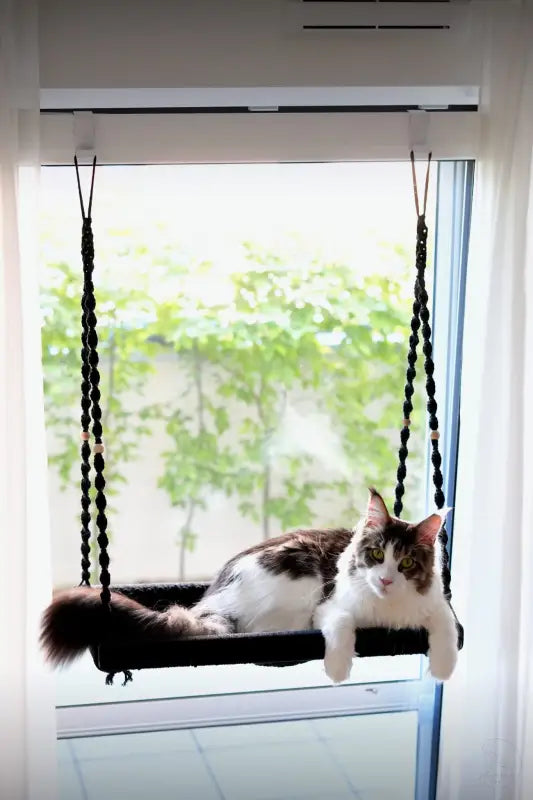 Katze lounge in phinias xxl fensterliege mit fensterhaken für Maine Coons und Norwegische Wladkatzen