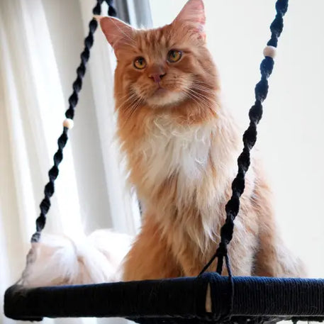 Orange Katze auf der Phinias XXL Fensterliege, ideal für Maine Coon und Norwegische Waldkatze