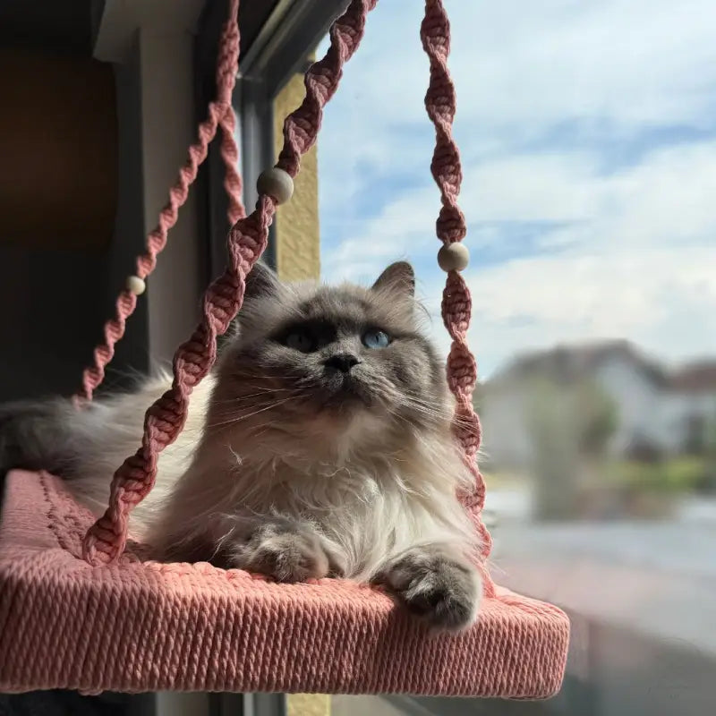Ragdoll Katze in rosa Makramee-Schwinge auf Phinias XXL Fensterliege für Maine Coon