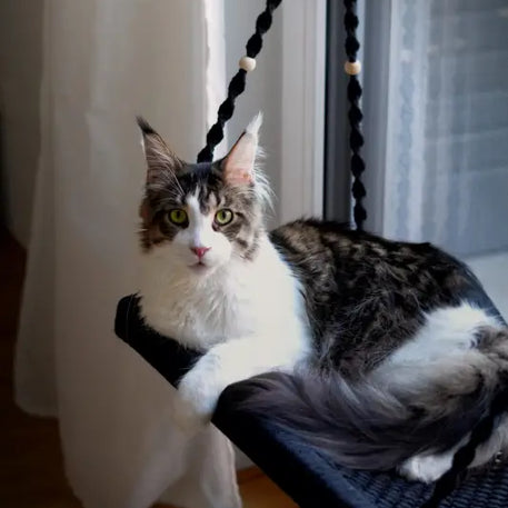 Maine Coon auf Phinias XXL Fensterliege mit Fensterhaken, ideal für Großkatzen wie Norwegische Waldkatze