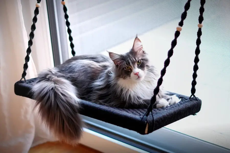 Graue weiße Katze auf schwarzem Schaukel, Phinias XXL Fensterliege für Maine Coons