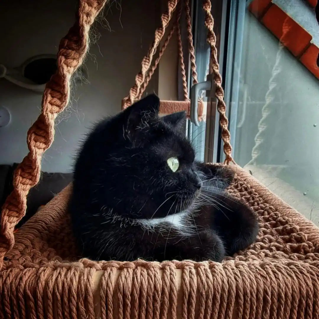 Schwarze Katze im Makramee-Hängematte.