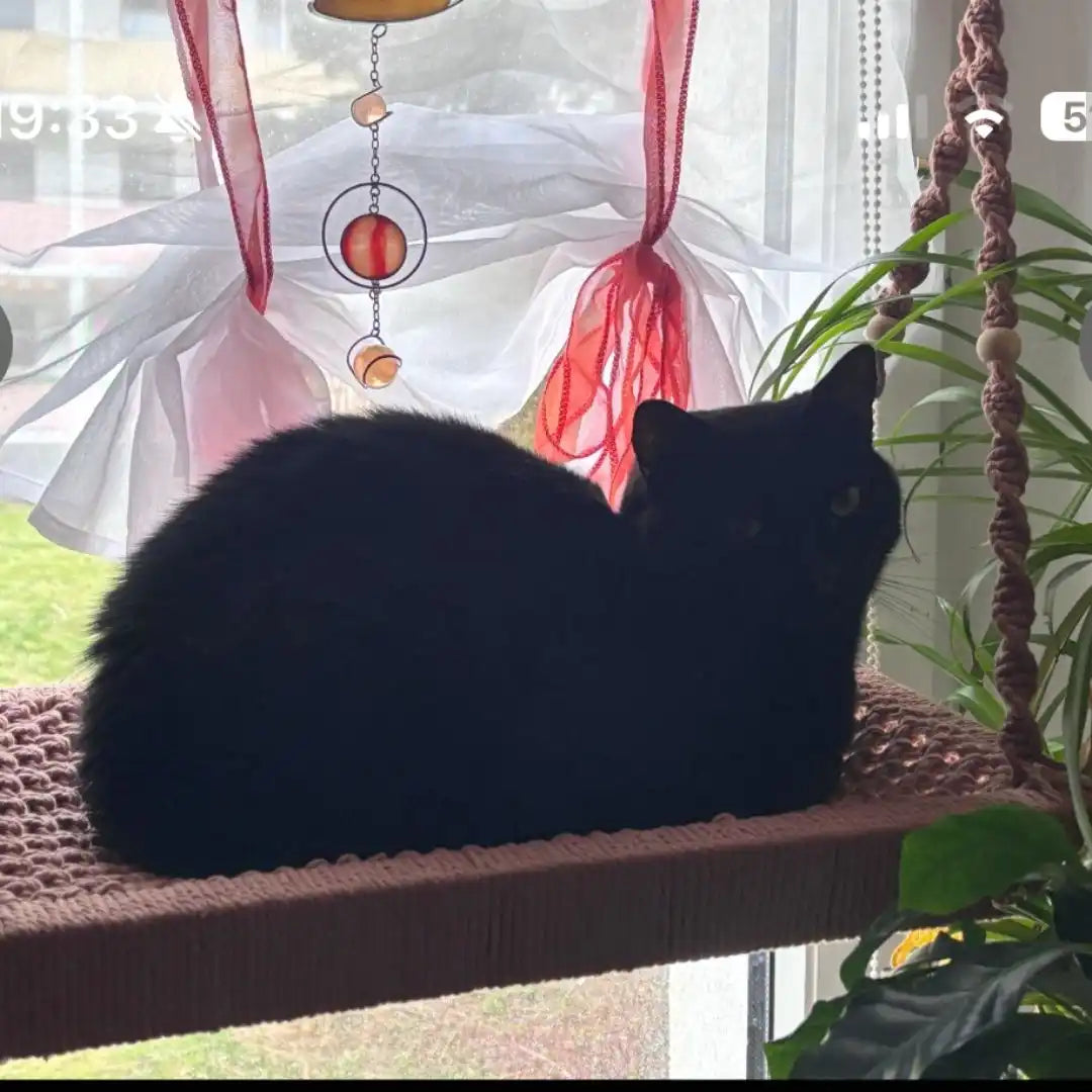 Schwarze Katze auf einem Makrame-Regal.