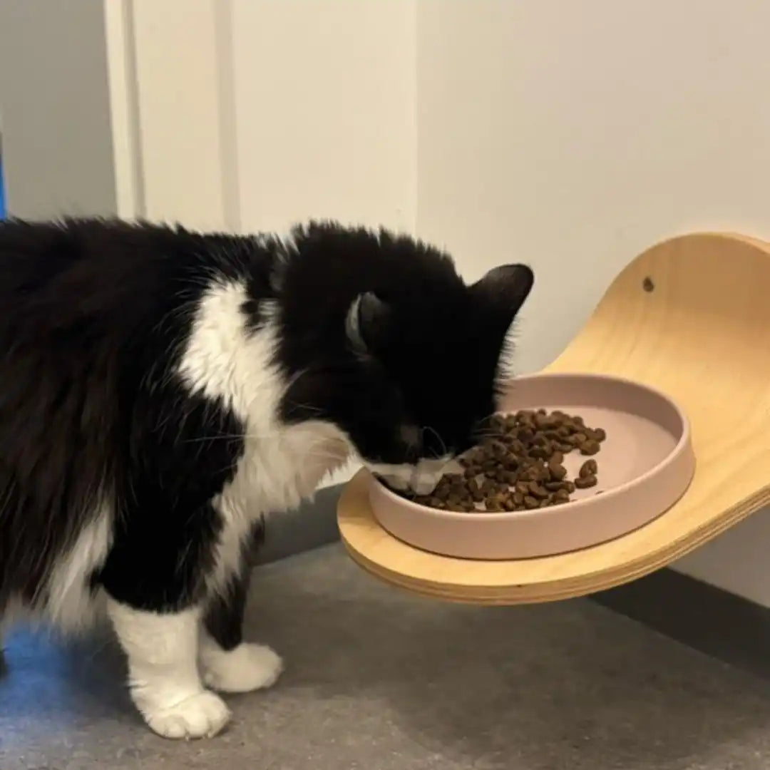 Schwarze und weiße Katze, die aus einer rosa Schüssel frisst.