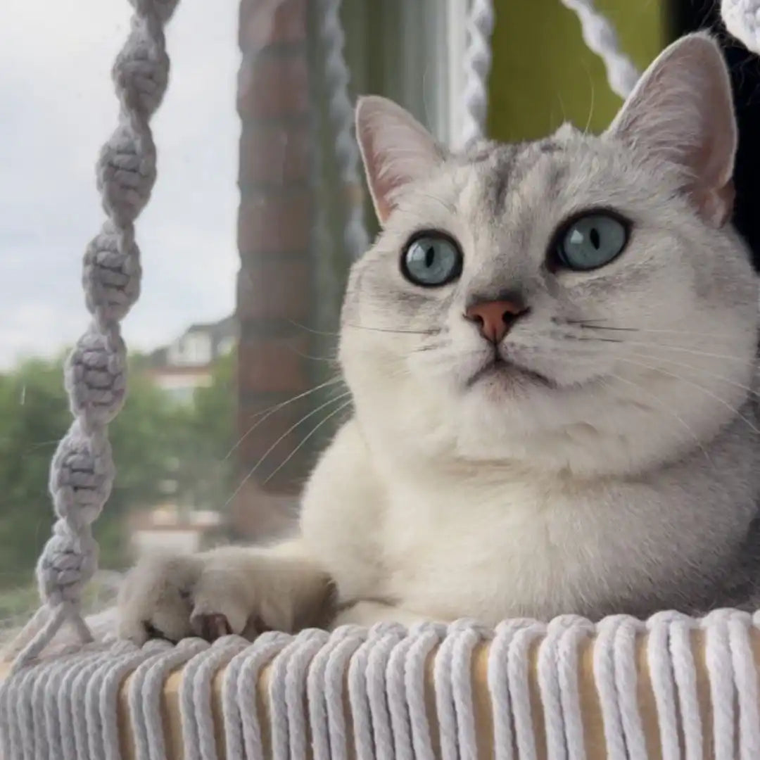 Silberne Katze mit blauen Augen im Makramee-Schaukel.