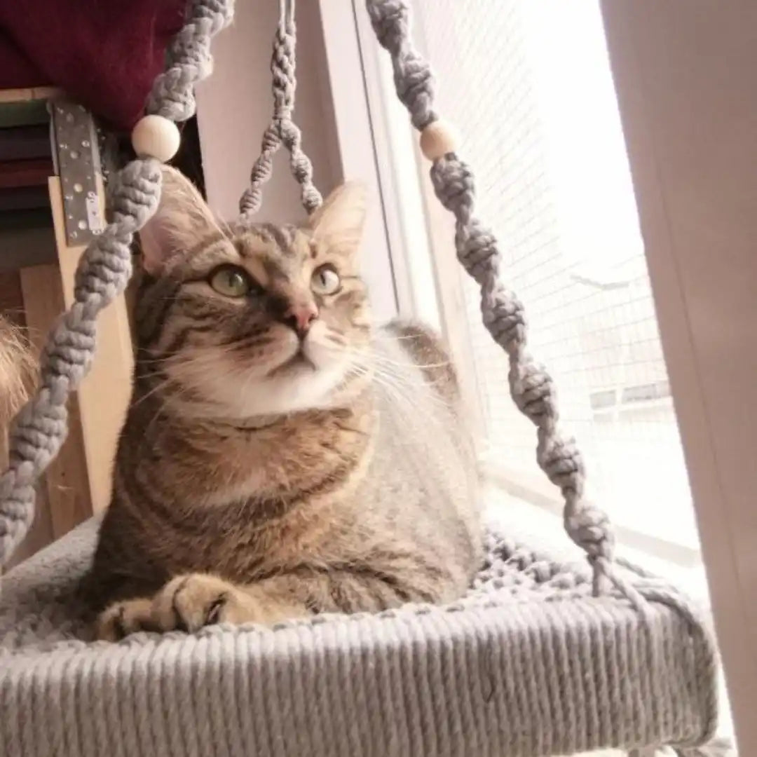 Tabby-Katze in einer Makrame-Schaukel.
