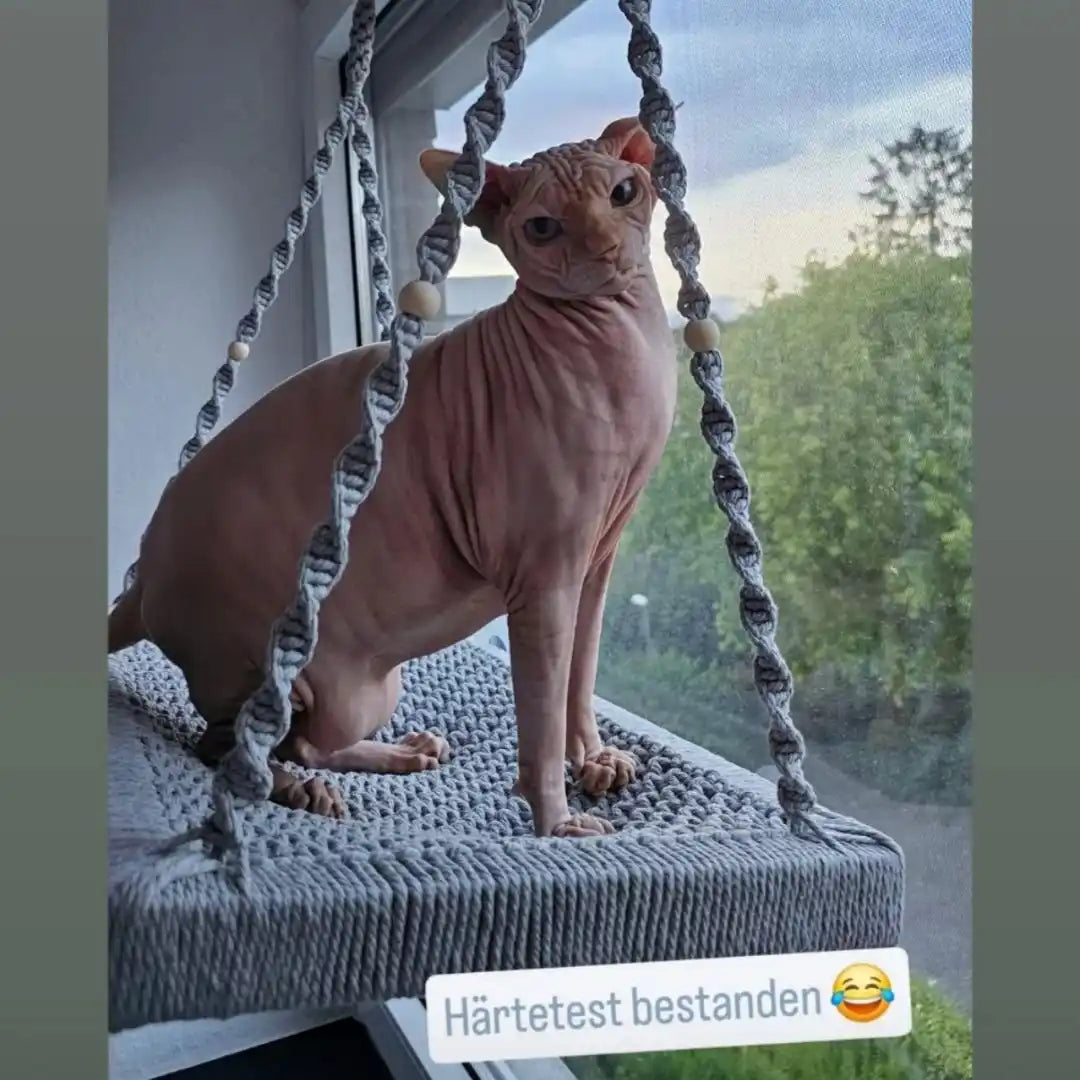 Haarlose Katze auf Makramee-Schaukel.