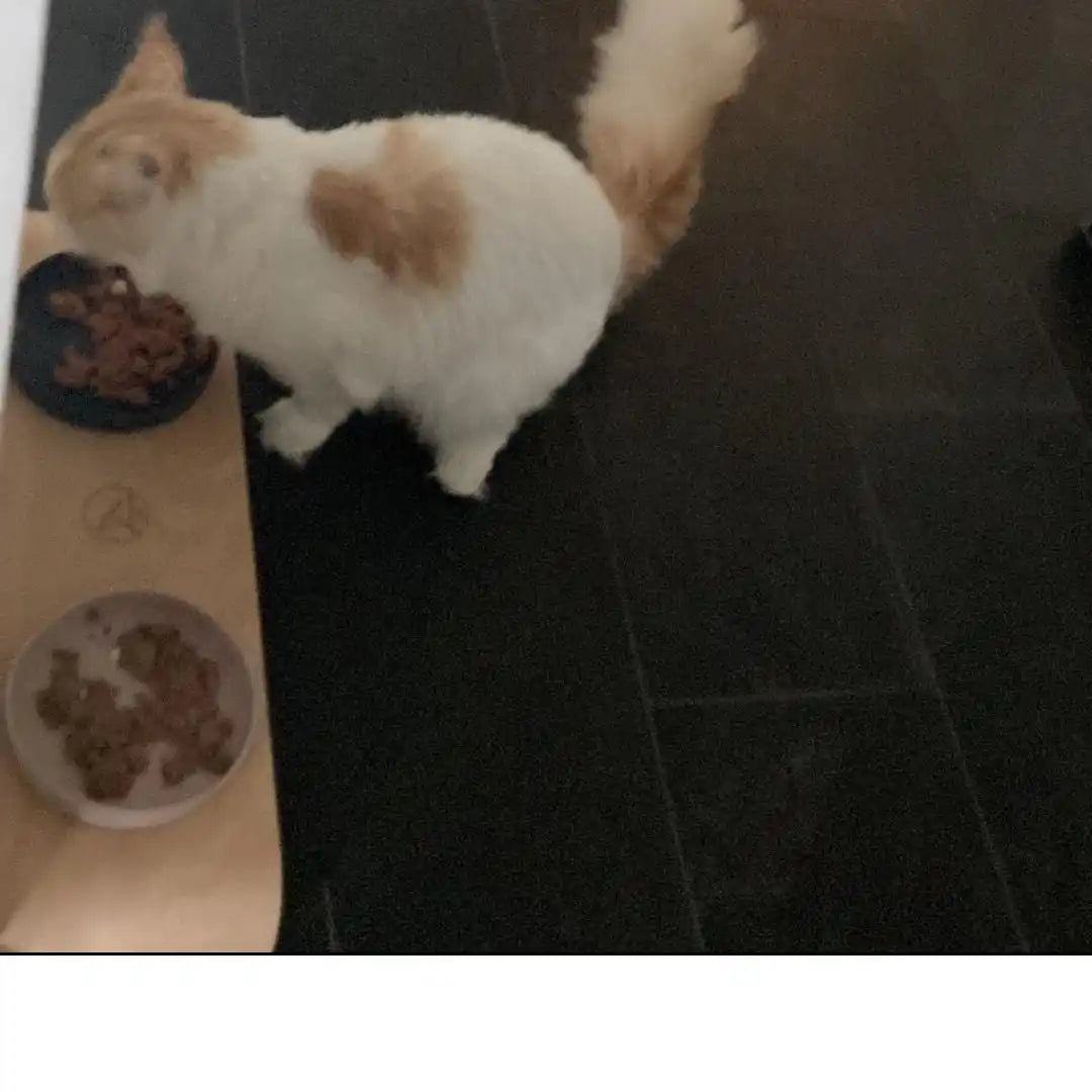 Weiß und orangefarbener Katze beim Essen.