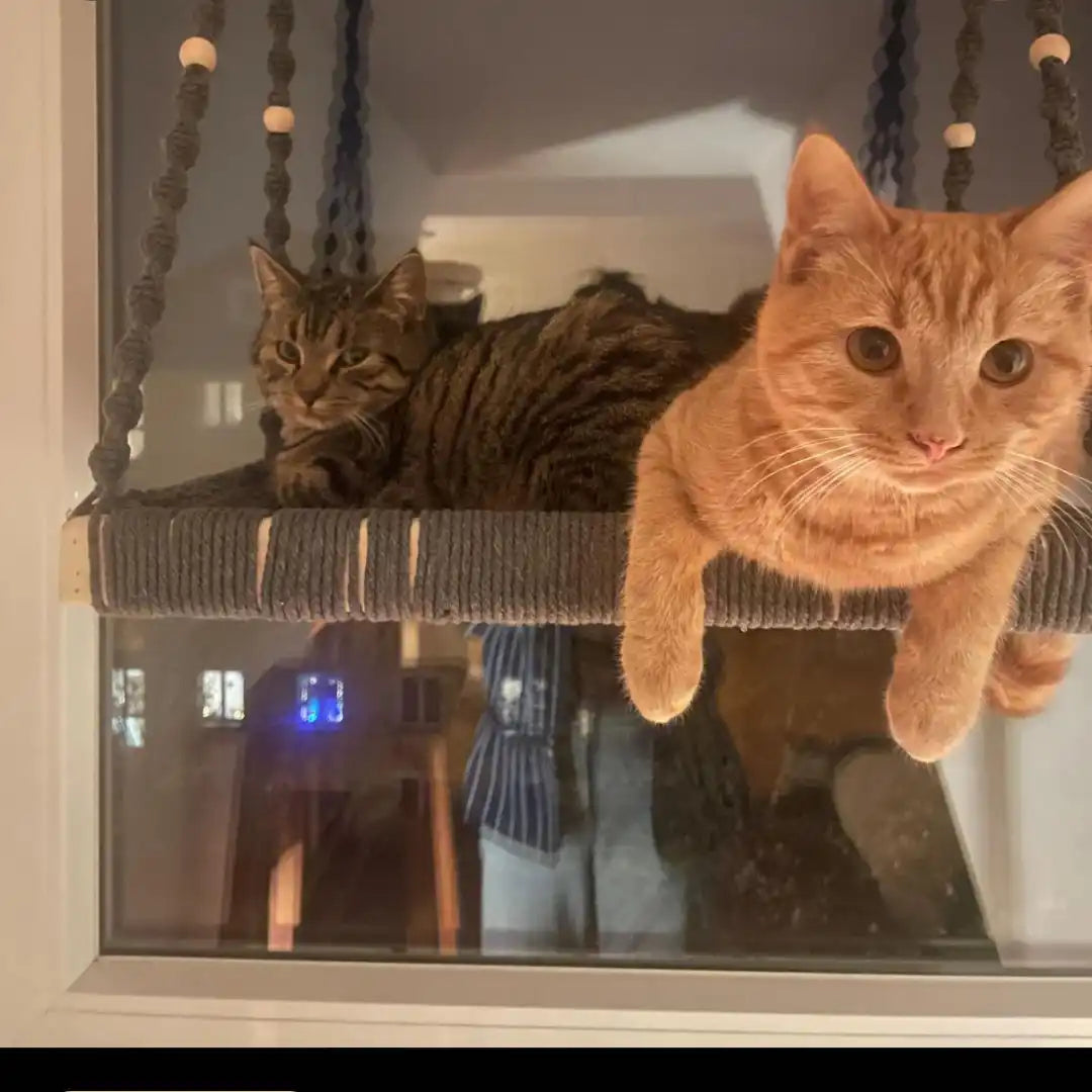 Zwei Katzen auf einem Fensterhängematte.