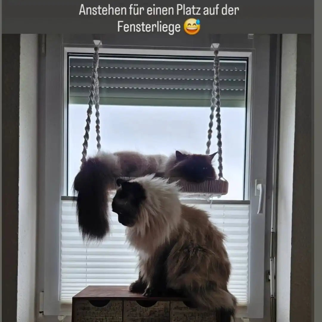 Zwei Katzen auf einem an das Fenster montierten Hängematte.