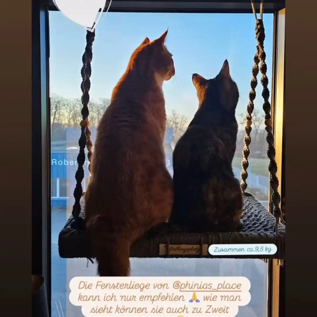 Zwei Katzen auf einer am Fenster montierten Hängematte.