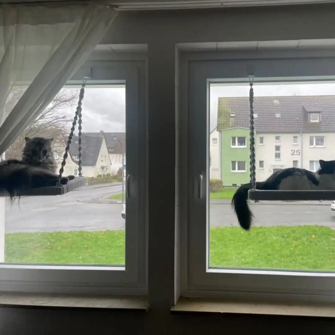 Zwei Katzen auf fensterfesten Läden.