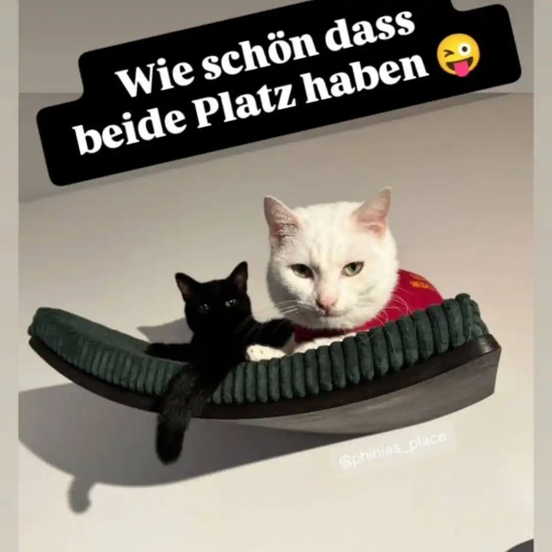 Zwei Katzen in einem Hängematten.