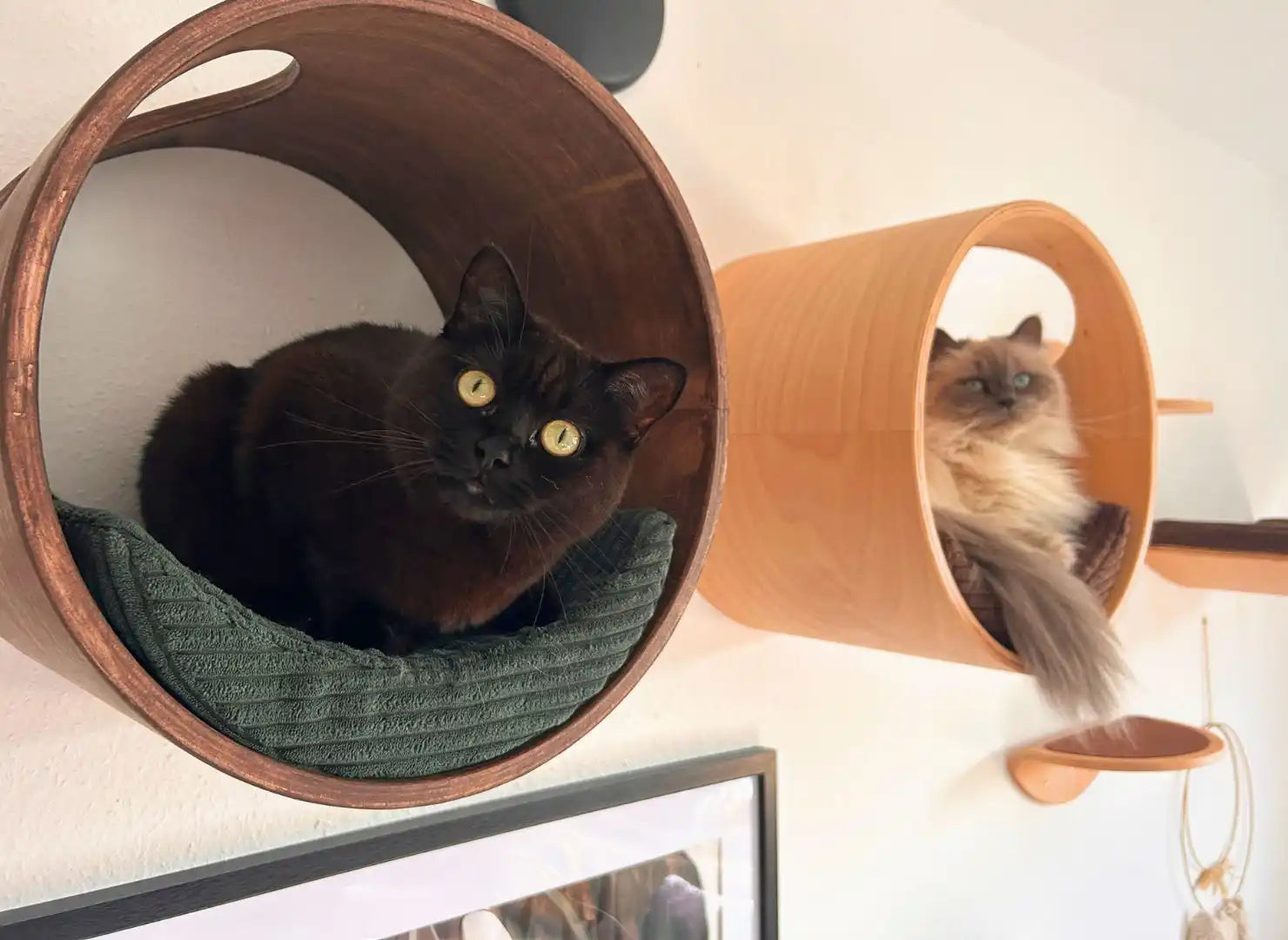 Zwei Katzen ruhen auf wandmontierten zylindrischen Katzentunnels.