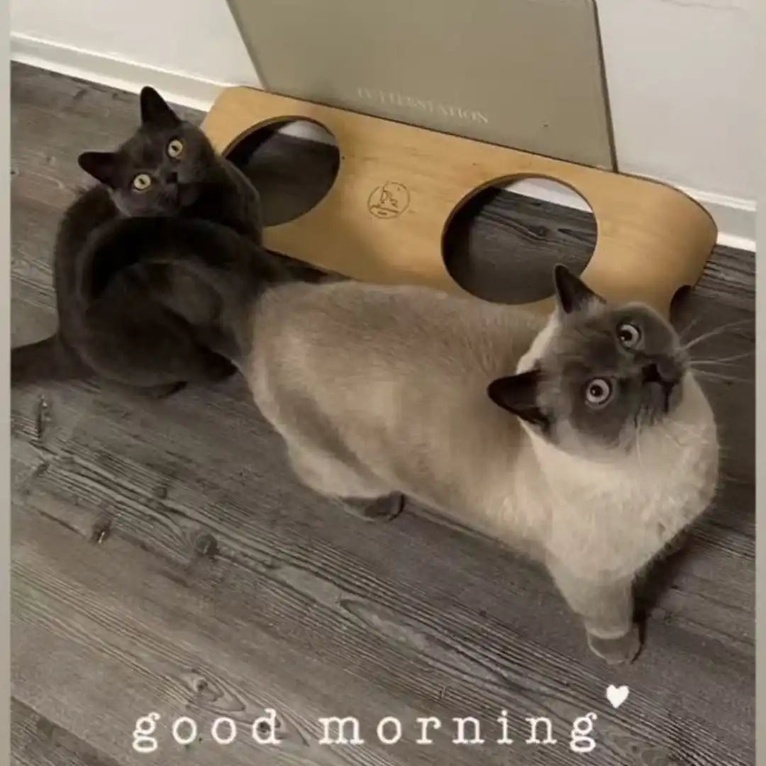 Zwei neugierige Katzen.